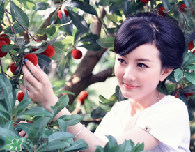 楊梅一天最多吃多少？楊梅一次能吃多少？