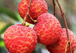 妃子笑荔枝多少錢一斤？2017妃子笑荔枝價(jià)格