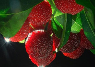 吃完楊梅不能吃什么？吃完楊梅可以吃別的水果嗎？