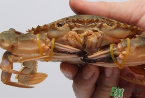 花蓋蟹什么時(shí)候最肥？花蓋蟹幾月份最肥