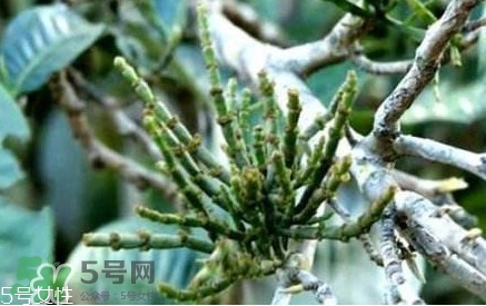 什么是螃蟹腳茶？螃蟹腳茶的功效禁忌