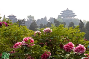 7月份去北京穿什么？七月份去北京穿衣搭配