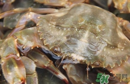 花蓋蟹有寄生蟲嗎？花蓋蟹有沒有寄生蟲