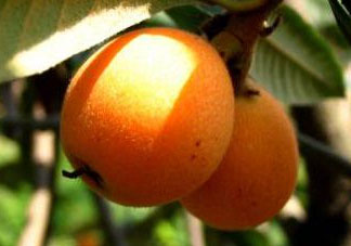 六月份還有枇杷嗎？枇杷六月份還有嗎？