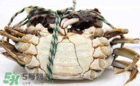 為什么說(shuō)六月黃有公蟹沒(méi)有母蟹？怎樣區(qū)分螃蟹的公母