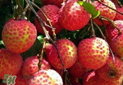 荔枝什么品種最好吃？什么品種的荔枝最貴