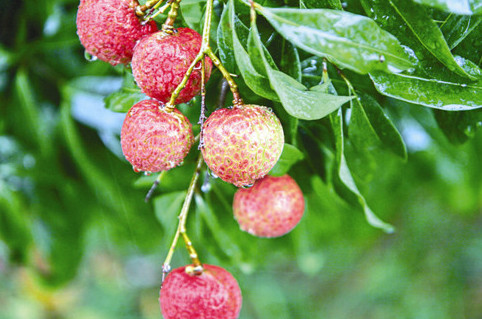 ? 掛綠荔枝多少錢一個？掛綠荔枝多少錢一斤2017