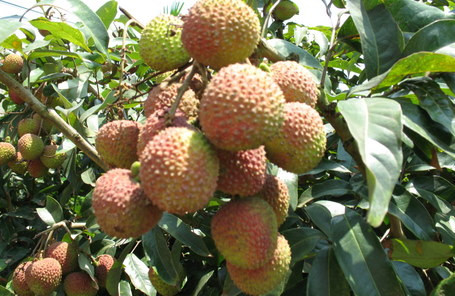 ? 掛綠荔枝多少錢一個？掛綠荔枝多少錢一斤2017