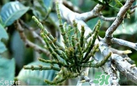 螃蟹腳茶多少錢一斤2017？螃蟹腳茶的價(jià)格