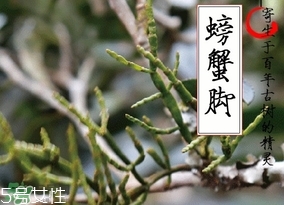 螃蟹腳茶哪些人不能喝？螃蟹腳茶哪些人能喝