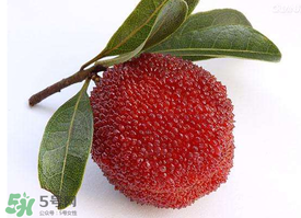 用什么酒泡楊梅酒最好？楊梅酒用什么酒泡好？