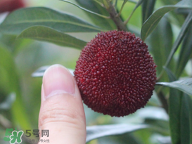 楊梅放冰箱能放幾天？楊梅可以放冰箱嗎？