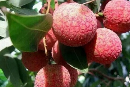 黑葉荔枝好吃嗎？黑葉荔枝多少錢一斤2017？