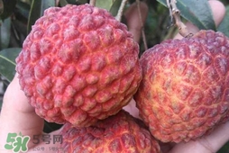 荔枝王是什么品種？荔枝王多少錢一斤2017？