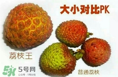 荔枝王好吃嗎？荔枝王和妃子笑的區(qū)別