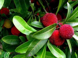 楊梅和花生能一起吃嗎？吃了楊梅還能吃生花生嗎？