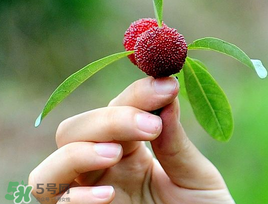 楊梅和花生能一起吃嗎？吃了楊梅還能吃生花生嗎？