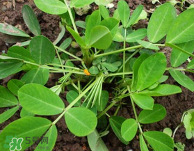 六月份還可以種花生嗎？六月份種花生可以嗎？