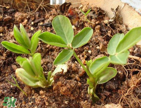 六月份還可以種花生嗎？六月份種花生可以嗎？