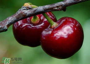 六月份還有櫻桃嗎？6月還有櫻桃嗎？