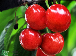 六月份還有櫻桃嗎？6月還有櫻桃嗎？