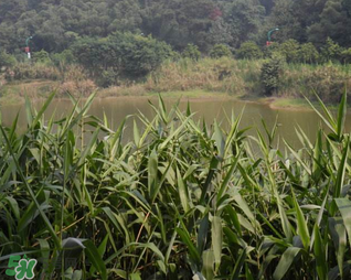 掃把蟲是什么？掃把蟲能吃嗎？