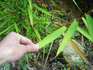 掃把蟲是什么？掃把蟲能吃嗎？