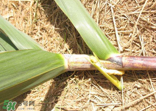 掃把蟲是什么？掃把蟲能吃嗎？