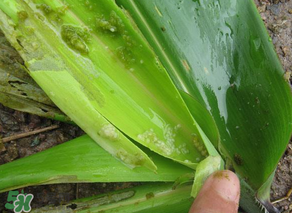 掃把蟲是什么？掃把蟲能吃嗎？