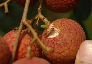 黑葉荔枝好吃嗎？黑葉荔枝多少錢(qián)一斤2017？