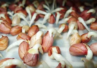 六月份還可以種花生嗎？六月份種花生可以嗎？