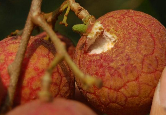 黑葉荔枝好吃嗎？黑葉荔枝多少錢一斤2017？