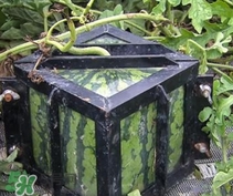 方形西瓜哪里有賣的？哪里可以買到方形西瓜