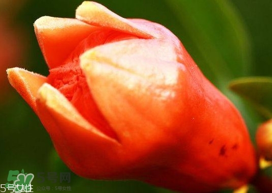 石榴花有毒嗎？石榴花能吃嗎？