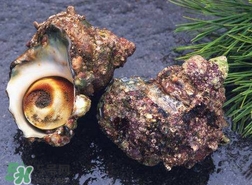 海螺怎樣吃才正確圖解？海螺哪里不能吃圖示