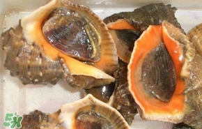 海螺是發(fā)物嗎？海螺是不是發(fā)物