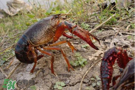 潛江小龍蝦有什么特色？潛江龍蝦節(jié)是每年什么時(shí)候？ 