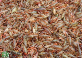 龍蝦苗多少錢一斤？龍蝦苗多少錢一斤2017？