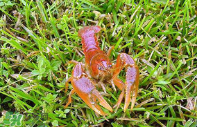 龍蝦苗多少錢一斤？龍蝦苗多少錢一斤2017？