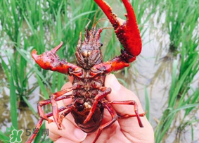 龍蝦苗多少錢一斤？龍蝦苗多少錢一斤2017？