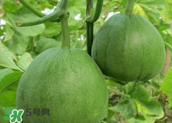 甜瓜怎么挑？甜瓜挑選方法