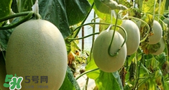 甜瓜怎么挑？甜瓜挑選方法