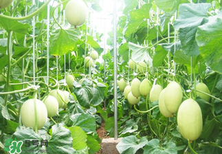 甜瓜怎么挑？甜瓜挑選方法