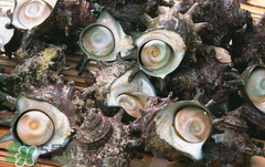 死海螺能吃嗎？死海螺可以吃嗎