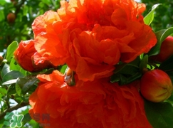 石榴花花語代表什么意思？石榴花花語是什么意思