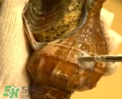 海螺怎樣吃才正確圖解？海螺哪里不能吃圖示