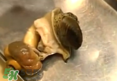 海螺怎樣吃才正確圖解？海螺哪里不能吃圖示