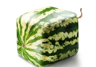 方形西瓜是如何種出來的？方形西瓜是怎么長成的