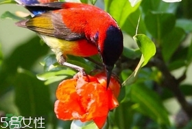 石榴花有毒嗎？石榴花能吃嗎？