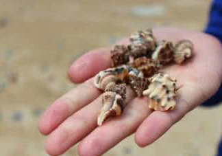 海螺是寒性的嗎？海螺是熱性還是涼性的